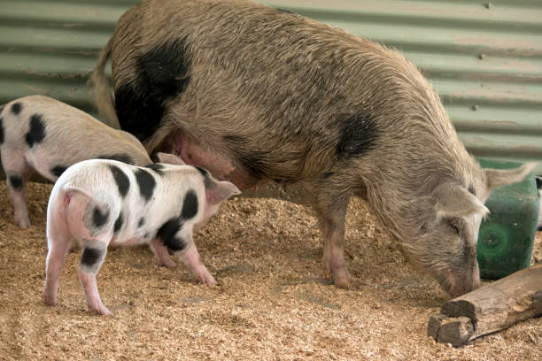istock the piglets are feeding from their mother 1188326146