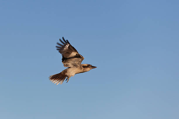 Kookaburra Flight  kookaburra stock pictures, royalty-free photos & images