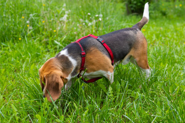 istock Beagle puppy in the garden 1188327213