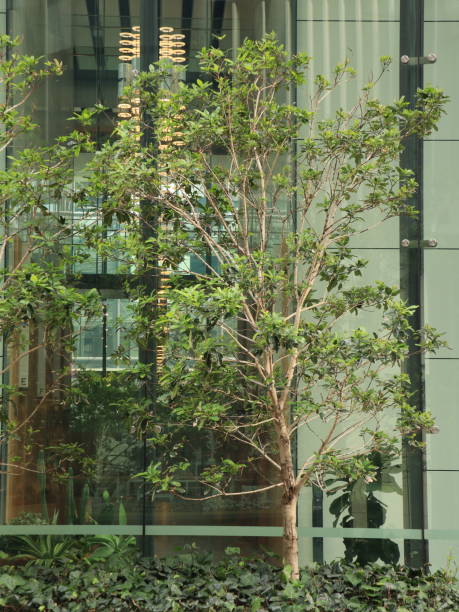 istock Sydney Barangaroo Australia buildings 1188328411