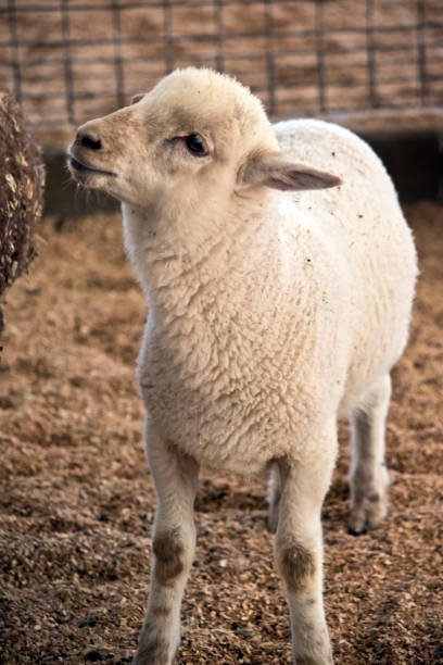 istock the lamb is in a pen 1188328414
