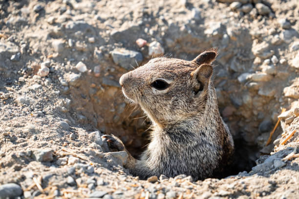 fermez-vous vers le haut de l'écureuil terrestre de la californie (otospermophilus beecheyi) la tête jetant un coup d'oeil hors d'un terrier ; merced national wildlife refuge, californie centrale - écureuil terrestre de californie photos et images de collection