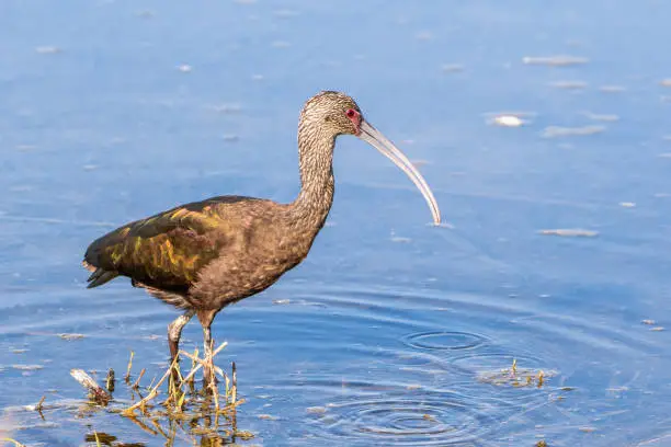 Close up of White-faced Ibis (Plegadis chihi) searching for food in the shallow wetlands of Merced National Wildlife Refuge, Central California