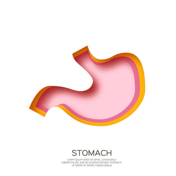 zdrowy żołądek. symbol narządów ludzkich w stylu cięcia papieru. anatomia układu pokarmowego na białym tle. - gaster stock illustrations