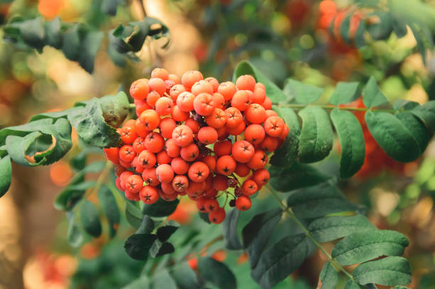 istock Bunches of red rowan, closeup, selective focus. Beautiful autumn background. 1188330982