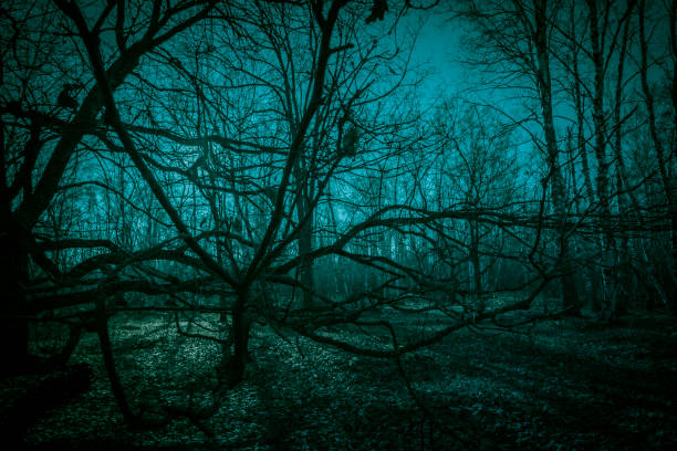 Horror dense ghostly dark forest. Scary creepy night landscape with clumsy tree branches against the backdrop of the moonlight, mystical glow and strange paranormal shadows in the dusk of darkness
