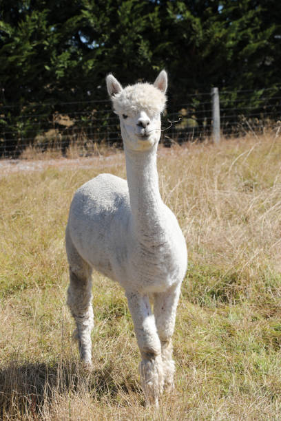 istock Alpacas in New Zealand 1188332345
