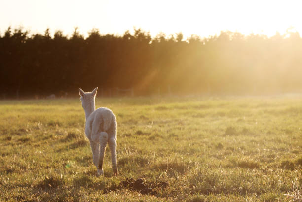 Alpacas in New Zealand