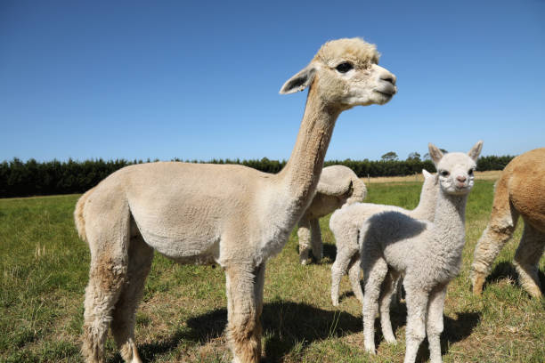 istock Alpacas in New Zealand 1188332400