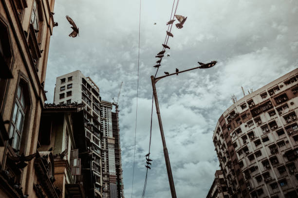 Doves in the city of Mumbai, India
