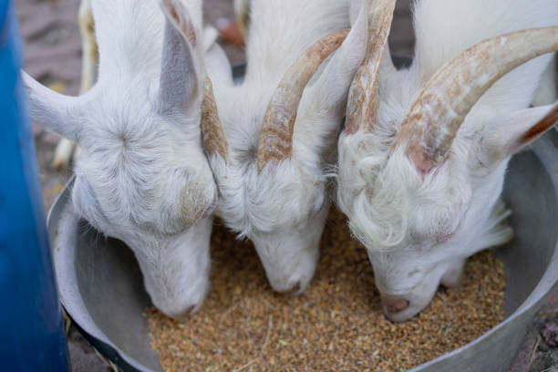 weiße ziege essen - schafpferch stock-fotos und bilder