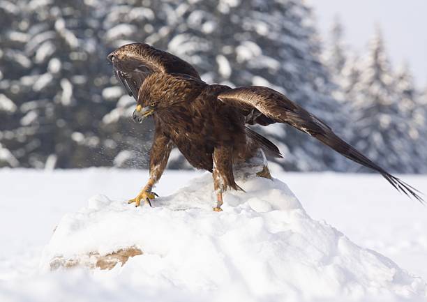 istock Golden eagle  /Aquila chrysaetos/ 118833685