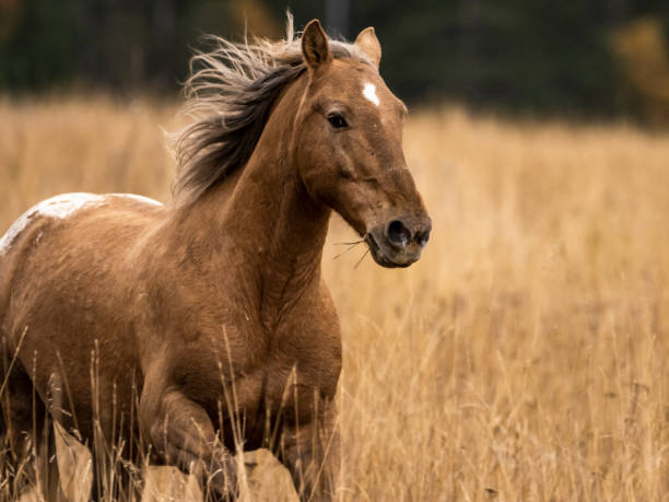 Horse Without Rider Running in Montana Grass Field stock photo