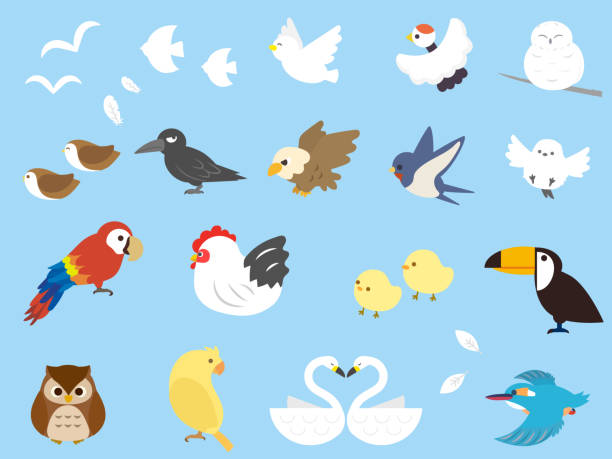 ilustraciones, imágenes clip art, dibujos animados e iconos de stock de juego de aves2 - young bird illustrations