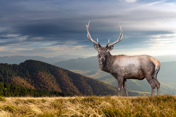 A big male elk and an elk cows are being herded on a hil top in the Rocky Mountain National Park in Moraine Park. Elk here are large members of the deer family, known for the Prominent antlers and characteristic \