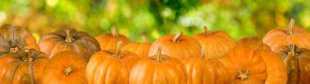 緑色の背景にカボチャの画像 - squash pumpkin orange japanese fall foliage ストックフォトと画像