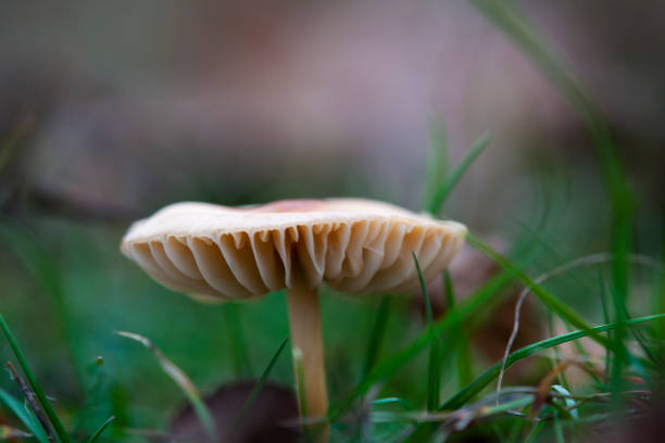 Mushrooms in an extreme close-up. Macro photography