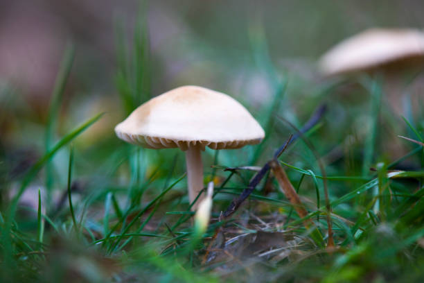 istock Mushrooms in an extreme close-up. 1188344829