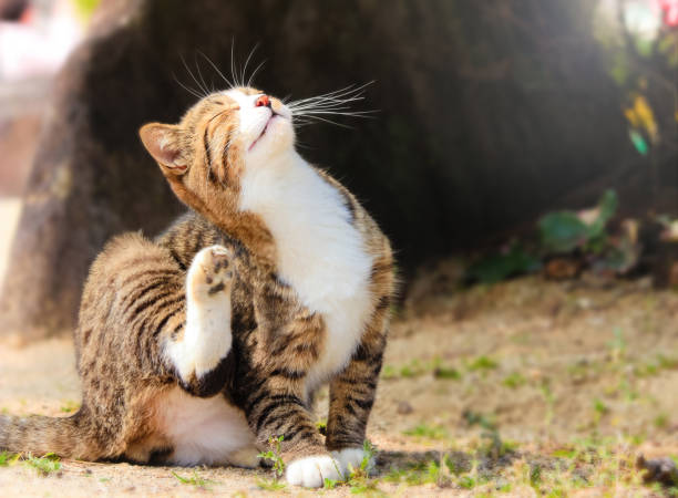 istock Cute lazy cat in morning sunshine 1188345108