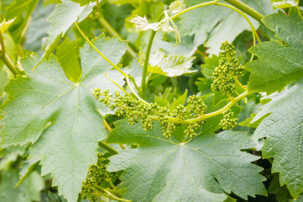 istock grapevine flower buds with tendrils and leaves in springtime 1188345129