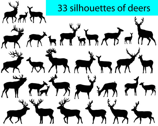 33 silhouettes of deers Collection of silhouettes of deers and its cubs fawn young deer stock illustrations