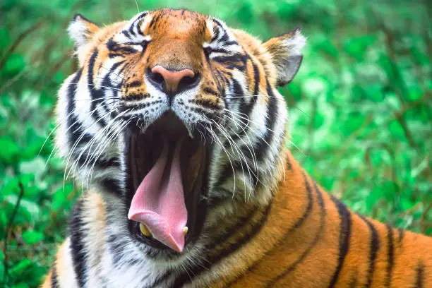 Photo of Funny Lazy Yawning Bengal Tiger
