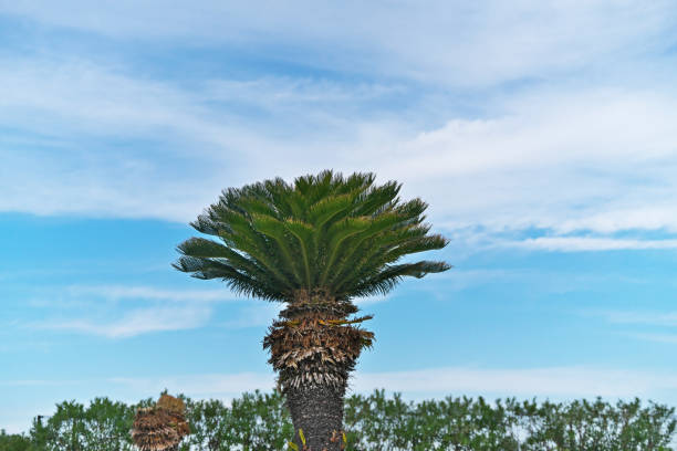 istock Cycas revoluta 1188348150