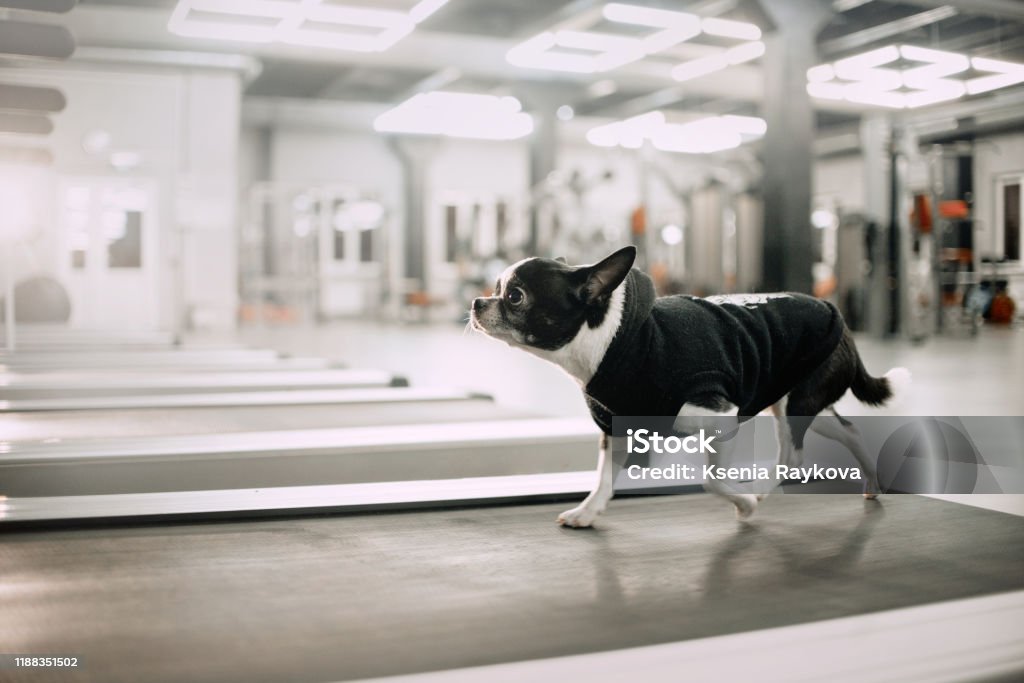 chihuahua dog on a treadmill in the gym chihuahua dog running on a treadmill in the gym Dog Stock Photo