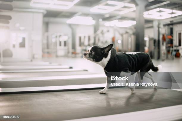 Chihuahua Dog On A Treadmill In The Gym Stock Photo - Download Image Now - Dog, Treadmill, Gym