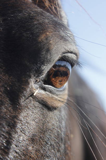 istock Eye of a horse 1188354012