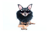 Luxury dog with dark glasses and boa isolated on white