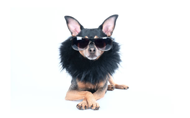 cão luxuoso com vidros escuros e boa isolado no branco - pampered pets - fotografias e filmes do acervo