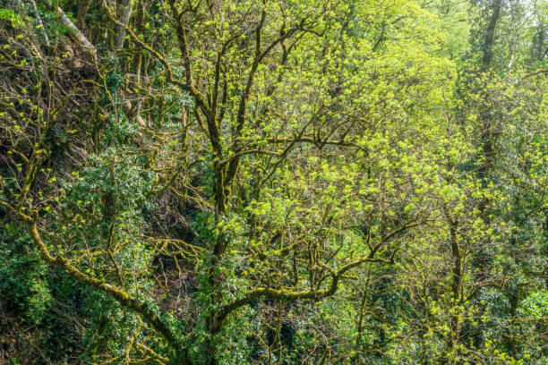 istock Trees overgrown with moss in a dense forest are lit by the sun. 1188360073