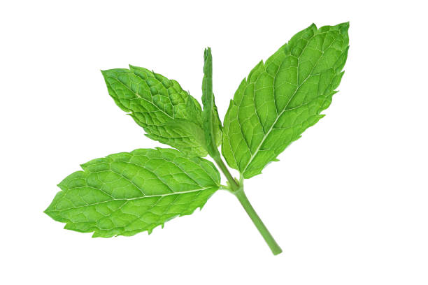 istock fresh mint leaves isolated on white background 1188360726