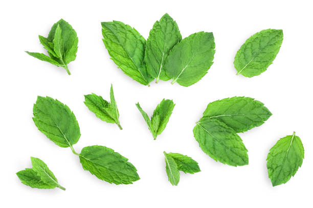 istock fresh green mint leaves isolated on white background, top view. Flat lay 1188360730