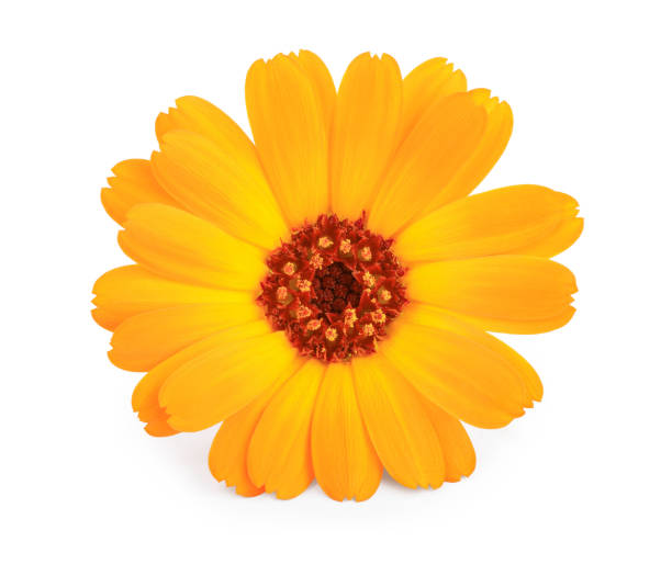 istock Calendula. Marigold flower isolated on white background 1188360749