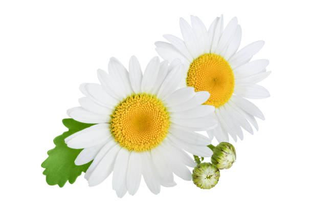 istock one chamomile or daisies with leaves isolated on white background 1188360753