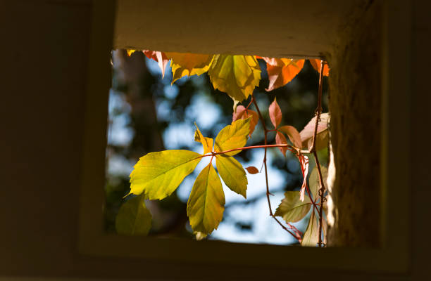 autumn leaves outside a window low angle. - overtaken imagens e fotografias de stock