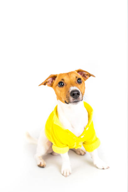 istock Dog clothes. Jack Russell dog in yellow jacket. 1188365909