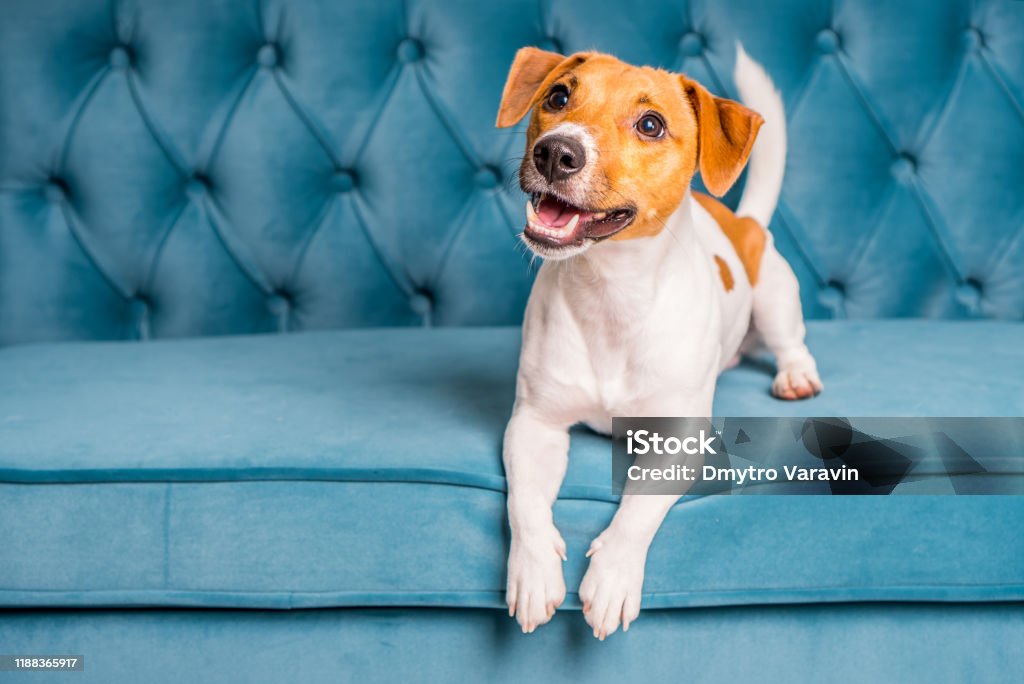 Soft sofa. Furniture background. Dog lies on turquoise velour sofa. Cozy and comfortable home interior. Dog Stock Photo