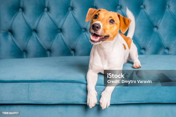 Soft Sofa Furniture Background Dog Lies On Turquoise Velour Sofa Cozy And Comfortable Home Interior Stock Photo - Download Image Now
