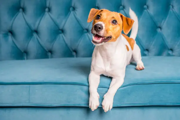 Photo of Soft sofa. Furniture background. Dog lies on turquoise velour sofa. Cozy and comfortable home interior.