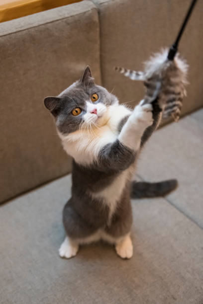 istock Funny shorthair cat playing with toys 1188366033