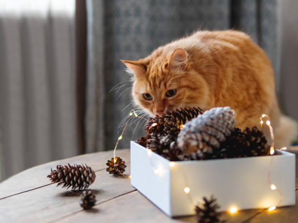 istock Cute ginger cat is sitting on wooden table near box with pine cones and light bulbs. Scandy style. Preparation for Christmas and New Year celebration. 1188367329