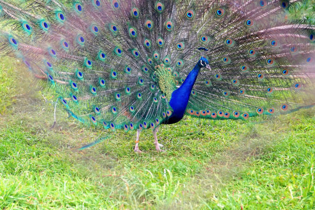 istock A bright peacock with a beautiful tail walks along the green grass at the zoo. 1188367901
