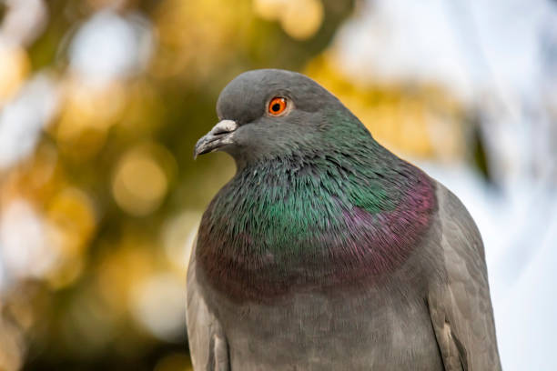 istock close up grey pigeon in nature 1188368420