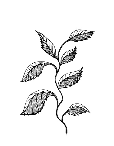 Tree branches and leaves. Black and white drawing on white background