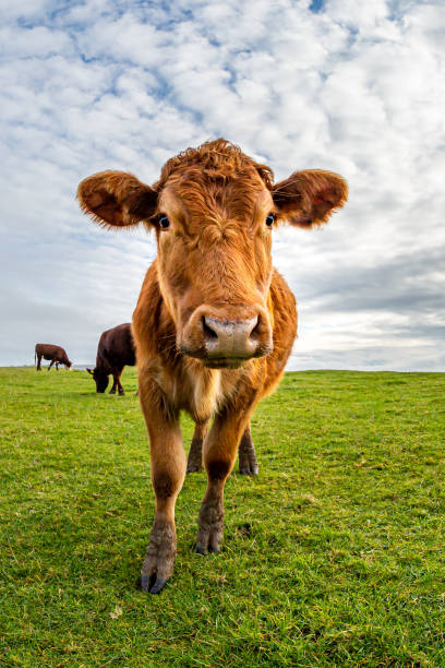 une vache vue avec une lentille d'oeil de poisson - fish eye lens photos et images de collection