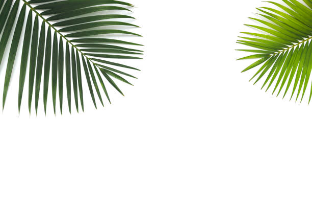 istock Flat lay, top view with green leaf tropical palm for  holiday concept on white background. 1188370931