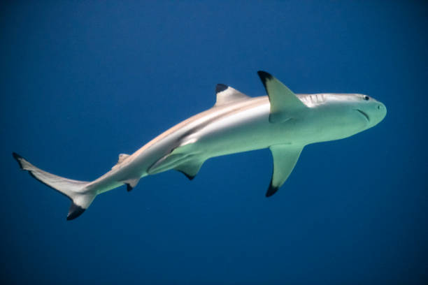istock Blacktip shark (Carcharhinus limbatus) swimming around in dark water 1188371334